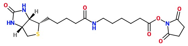 (image for) MC085406 Biotin-C5-NHS Ester